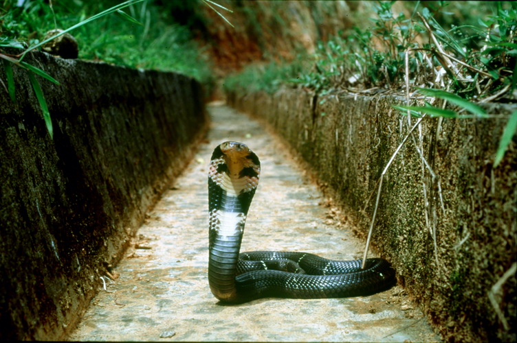 Common Cobra ( Naja naja atra )